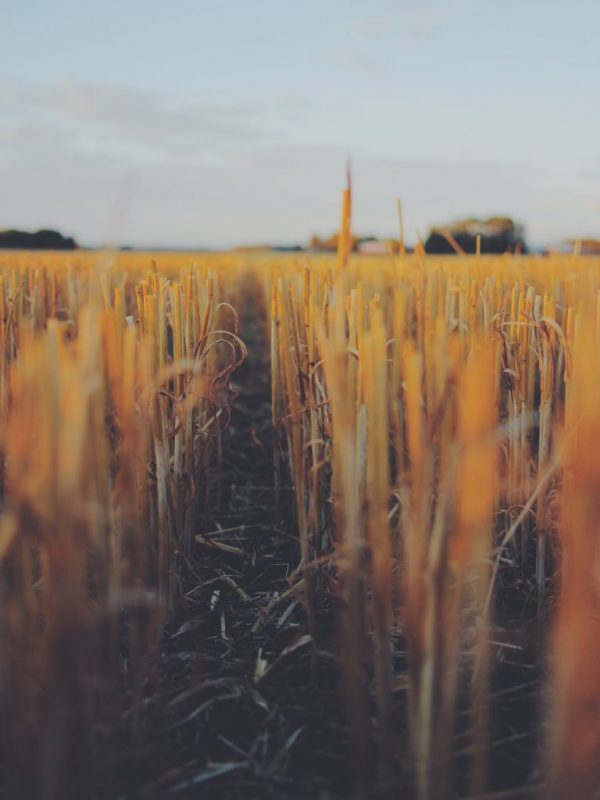 martin-noren-JNXxHcegtqM-unsplash